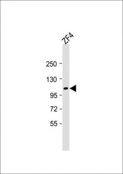 Invitrogen TEK Polyclonal Antibody 200 μL; Unconjugated:Antibodies,
