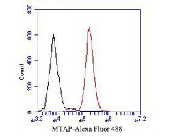 Invitrogen MTAP Polyclonal Antibody 100 &mu;L | Buy Online | Invitrogen&trade; | Fisher Scientific