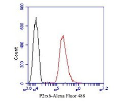 Invitrogen P2X6 Polyclonal Antibody 100 μL; Unconjugated:Antibodies,