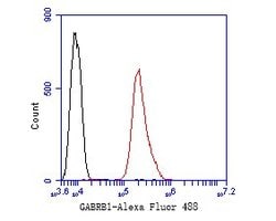 Invitrogen GABRB1 Polyclonal Antibody 100 &mu;L; Unconjugated:Antibodies,