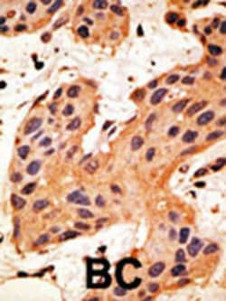 Invitrogen Connexin 50 Polyclonal Antibody 400 μL; Unconjugated:Antibodies,