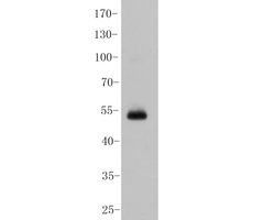 Invitrogen USP21 Polyclonal Antibody 100 &mu;L; Unconjugated:Antibodies,