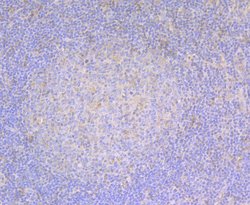 Invitrogen Fascin Polyclonal Antibody 100 &mu;L; Unconjugated:Antibodies,