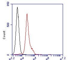 Invitrogen BCL6 Polyclonal Antibody 100 &mu;L; Unconjugated:Antibodies,