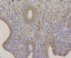 Invitrogen TRADD Polyclonal Antibody 100 &mu;L; Unconjugated:Antibodies,