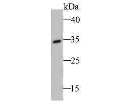 Invitrogen TRADD Polyclonal Antibody 100 &mu;L; Unconjugated:Antibodies,