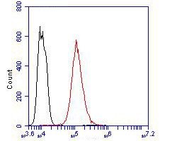 Invitrogen Cytokeratin 5/6 Polyclonal Antibody 100 &mu;L; Unconjugated:Antibodies,