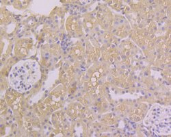 Invitrogen Folate Receptor alpha Polyclonal Antibody 100 &mu;L; Unconjugated:Antibodies,