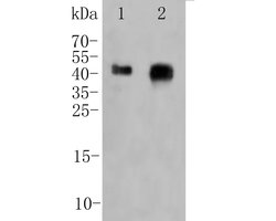 Invitrogen Folate Receptor alpha Polyclonal Antibody 100 &mu;L; Unconjugated:Antibodies,