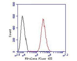 Invitrogen Fumarase Polyclonal Antibody 100 μL; Unconjugated:Antibodies,