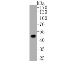 Invitrogen Fumarase Polyclonal Antibody 100 μL; Unconjugated:Antibodies,