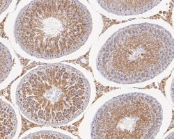 Invitrogen CHRNA3 Polyclonal Antibody 100 &mu;L; Unconjugated:Antibodies,