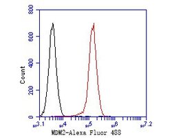 Invitrogen MDM2 Polyclonal Antibody 100 &mu;L; Unconjugated:Antibodies,