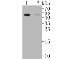 Invitrogen MDM2 Polyclonal Antibody 100 &mu;L; Unconjugated:Antibodies,