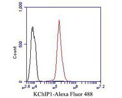 Invitrogen KCNIP1 Polyclonal Antibody 100 μL; Unconjugated:Antibodies,