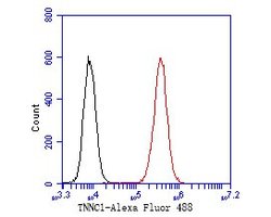 Invitrogen Cardiac Troponin C Polyclonal Antibody 100 &mu;L; Unconjugated:Antibodies,