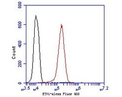 Invitrogen ENT1 Polyclonal Antibody 100 μL; Unconjugated:Antibodies,