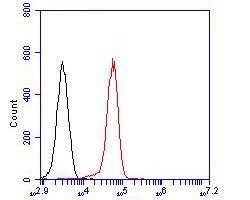 Invitrogen CLIC4 Polyclonal Antibody 100 &mu;L; Unconjugated:Antibodies,