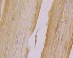Invitrogen CLIC4 Polyclonal Antibody 100 &mu;L; Unconjugated:Antibodies,