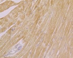 Invitrogen CLIC4 Polyclonal Antibody 100 &mu;L; Unconjugated:Antibodies,