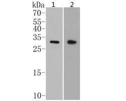 Invitrogen CLIC4 Polyclonal Antibody 100 &mu;L; Unconjugated:Antibodies,