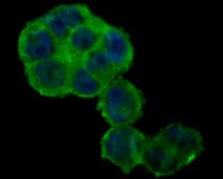 Invitrogen Nhe-1 Polyclonal Antibody 100 &mu;L; Unconjugated:Antibodies,