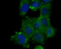 Invitrogen Nhe-1 Polyclonal Antibody 100 &mu;L; Unconjugated:Antibodies,