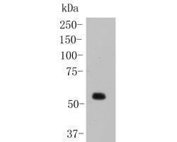 Invitrogen Nhe-1 Polyclonal Antibody 100 &mu;L; Unconjugated:Antibodies,