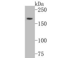 Invitrogen KIDINS220 Polyclonal Antibody 100 &mu;L; Unconjugated:Antibodies,