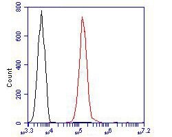 Invitrogen TRF2 Polyclonal Antibody 100 &mu;L; Unconjugated:Antibodies,