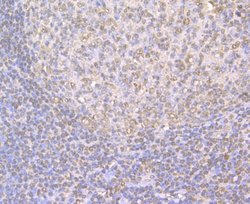 Invitrogen TRF2 Polyclonal Antibody 100 &mu;L; Unconjugated:Antibodies,