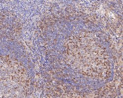 Invitrogen IFITM1 Polyclonal Antibody 100 μL; Unconjugated:Antibodies,