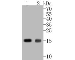 Invitrogen IFITM1 Polyclonal Antibody 100 μL; Unconjugated:Antibodies,