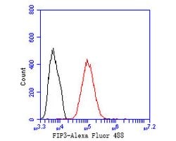 Invitrogen Rab11 FIB3 Polyclonal Antibody 100 &mu;L; Unconjugated:Antibodies,