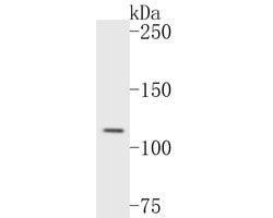 Invitrogen Rab11 FIB3 Polyclonal Antibody 100 &mu;L; Unconjugated:Antibodies,
