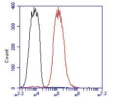 Invitrogen LIM1 Polyclonal Antibody 100 μL; Unconjugated:Antibodies,