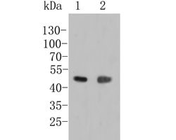 Invitrogen LIM1 Polyclonal Antibody 100 μL; Unconjugated:Antibodies,