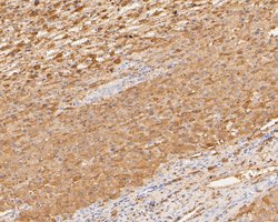 Invitrogen COX5B Polyclonal Antibody 100 &mu;L; Unconjugated:Antibodies,