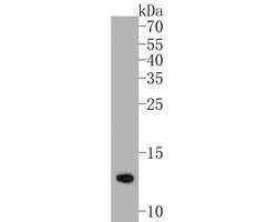 Invitrogen COX5B Polyclonal Antibody 100 &mu;L; Unconjugated:Antibodies,