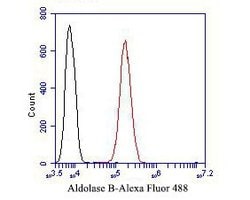 Invitrogen Aldolase B Polyclonal Antibody 100 &mu;L | Buy Online | Invitrogen&trade; | Fisher Scientific