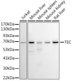 Invitrogen TEC Polyclonal Antibody 100 &mu;L; Unconjugated:Antibodies,