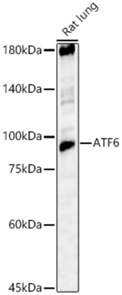Invitrogen ATF6 Polyclonal Antibody 100 &mu;L | Buy Online | Invitrogen&trade; | Fisher Scientific