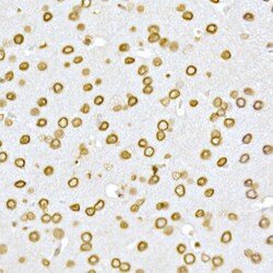 Invitrogen Lamin A/C Polyclonal Antibody 100 &mu;L; Unconjugated:Antibodies,