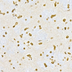 Invitrogen Lamin A/C Polyclonal Antibody 100 &mu;L; Unconjugated:Antibodies,