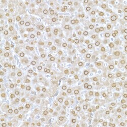Invitrogen Lamin A/C Polyclonal Antibody 100 &mu;L; Unconjugated:Antibodies,