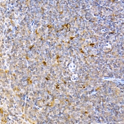 Invitrogen Caspase 9 Polyclonal Antibody 100 &mu;L; Unconjugated:Antibodies,