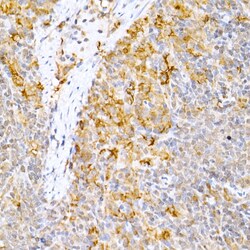 Invitrogen Caspase 9 Polyclonal Antibody 100 &mu;L; Unconjugated:Antibodies,
