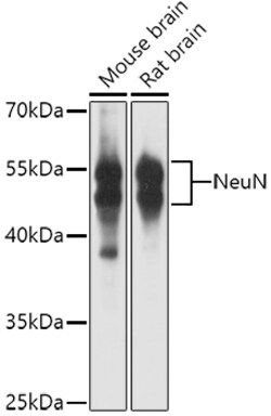 Invitrogen NeuN Polyclonal Antibody 100 &mu;L; Unconjugated:Antibodies,