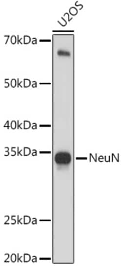 Invitrogen NeuN Polyclonal Antibody 100 &mu;L; Unconjugated:Antibodies,