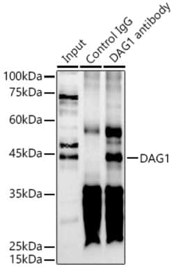 Invitrogen alpha Dystroglycan Polyclonal Antibody 100 &mu;L; Unconjugated:Antibodies,